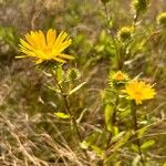 Grindelia integrifolia 花