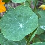 Tropaeolum minus Leaf