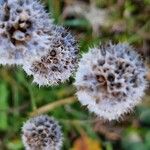 Armeria arenaria Fruit