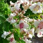 Catalpa bignonioides Blomst