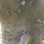 Abies concolor Rusca