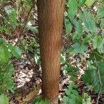 Harungana madagascariensis Corteza