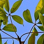 Bombax ceiba Leaf