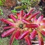 Neoregelia farinosa Flors