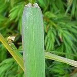 Phleum alpinum ഇല