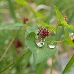 Euphorbia dulcis Fruit