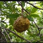 Xylocarpus granatum Fruit