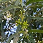 Eucalyptus botryoides Fruit