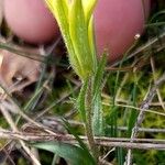 Gagea bohemica Fula