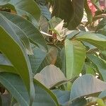 Magnolia × alba Feuille