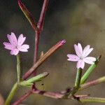 Dianthus nudiflorus Fruit