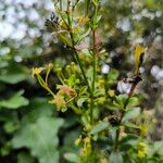 Galium obliquum Flower