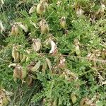 Astragalus penduliflorus Květ