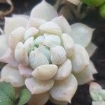 Echeveria laui Blad