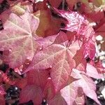 Acer cappadocicum পাতা