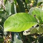 Ehretia dicksonii Leaf