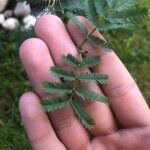 Mimosa bimucronata Leaf