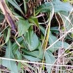 Solidago juncea পাতা