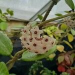 Hoya obovata Квітка