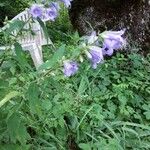 Campanula tracheliumКветка