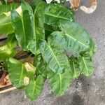 Philodendron burle-marxii 葉