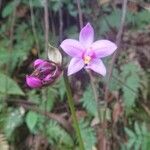 Spathoglottis plicata Λουλούδι