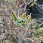 Viburnum buddleifolium