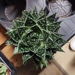 Aristaloe aristata cv. 'Cosmo' 叶