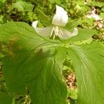 Trillium flexipes 形态