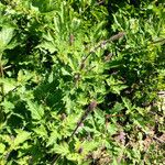 Verbena lasiostachys Yeri