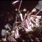 Brickellia californica Flower