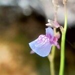 Utricularia uliginosa Λουλούδι