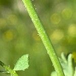 Astragalus danicus خشب