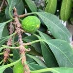 Ficus cyathistipula Frugt