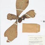 Clusia insignis Fruto