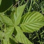 Rubus pensilvanicus Blatt