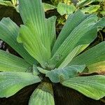 Pistia stratiotes Folla