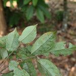 Baphia pubescens Φύλλο