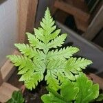 Doryopteris concolor Leaf