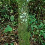 Picralima nitida Corteza
