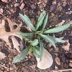 Symphyotrichum laeve Leaf