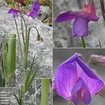Lathyrus digitatus Flor