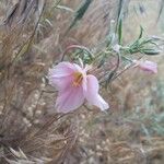 Oenothera pallida Flower