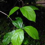 Calycanthus chinensis Leaf