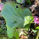 Bergenia crassifolia Folio