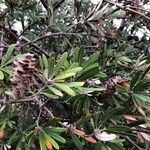 Banksia marginata List