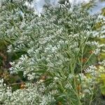 Eupatorium altissimum Flower