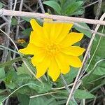 Ranunculus californicus Fiore