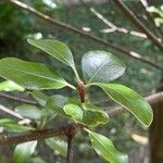 Pittosporum tenuifolium Leaf