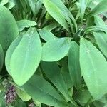Euphorbia neriifolia পাতা